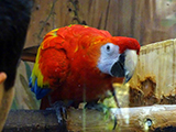 papagj 